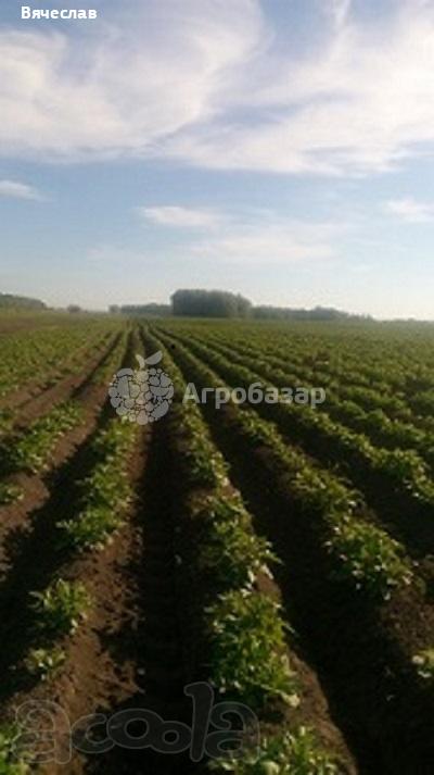 Семена картофеля калибр 5+, от производителя НСО село Быково